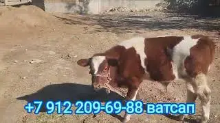 #эълон гови оча бачча фурӯши +992928838351