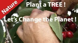 Nature, Planet Earth need your Help ! Plant a tree for Organic Food ! Hurryken Production