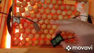 инкубация куриных яиц 