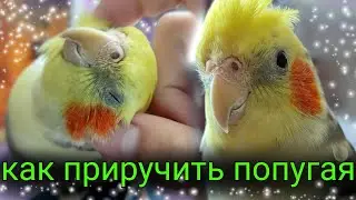 как приручить попугая Кореллу?Как приручить попугая?Все про попугая Корелла