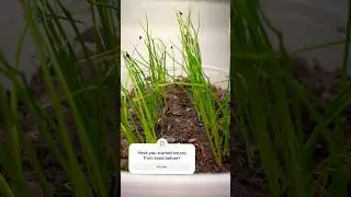 How to grow onions from seed 🧅 #onions #zone4 #gardeningtips #onionseeds #homesteading