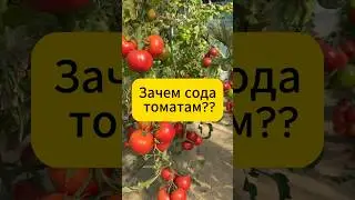 Зачем сода томатам?!