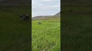 Северные олени , Полярный Урал