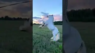 #shortvideo ##hours #hourse