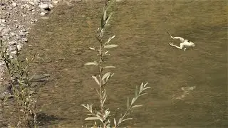 Frösche fliehen mit weitem Sprung vor Ringelnatter /Frogs flee from grass snakes with long leaps