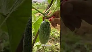 Best gadget for harvesting fruits  vegetable and flowers #gardening  #terracegarden #shorts