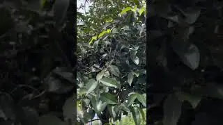 Baru‼️ Glamping yang lagi Viral di Puncak Bogor