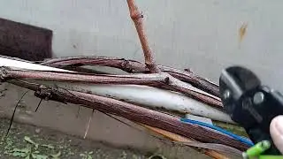 КИШМИШ ЮПІТЕР. Осіння коротка обрізка на ріжки. Заготовка живців та родзинок.
