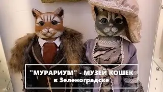 «МУРАРИУМ» - МУЗЕЙ КОШЕК в водонапорной башне. Зеленоградск.