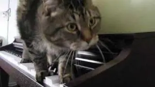 Our Cat Performing Atonal Music on the Piano