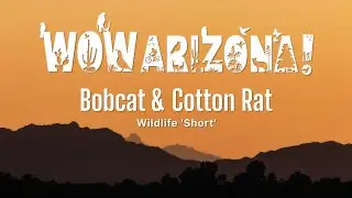 Wildlife Short - bobcat & rat