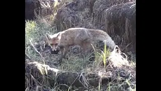 Самец косули, лис, олени, ворон и куница посетили фотоловушку