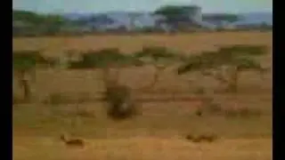 Funny videos