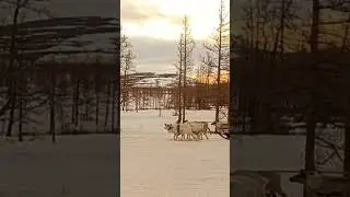 Северный народ тундры переезжает на новые летние места стойбища.