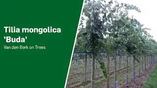 Tilia mongolica 'Buda' - Van den Berk on Trees