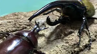 最強の国産カブトムシ・武蔵 〜四番勝負〜 Rhinoceros beetle Fight