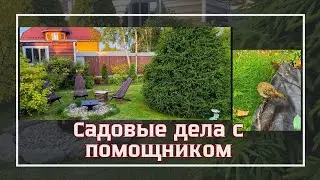 САЖАЮ И ПЕРЕСАЖИВАЮ ПИОНЫ/РОЗЫ/ЛУКОВИЧНЫЕ