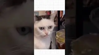 Парадокс оценок?! Памагити
