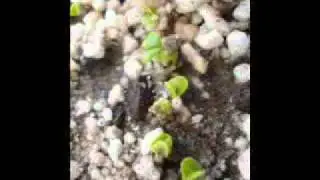 INVERNADERO HIDROPONICO