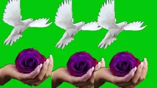 Flowers green screen effects rose green screen effects dove green screen effects