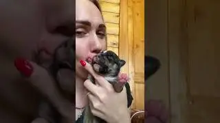 Щенки. Американский булли. GaidJewel’s kennel.