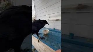 #animal #crow #raven #birds #воронгоша #nature #aboutbirds