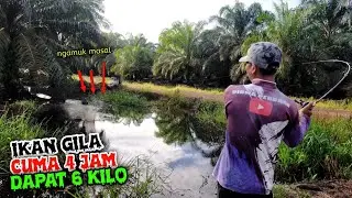 HATI HATI IKAN DISINI BISA BENAR BENAR MENGAMUK // CASTING IKAN GABUS