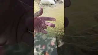 70*0,3,65*0,23 