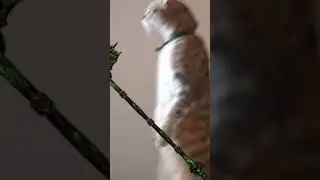 When your khajiit joins the Companions in Skyrim