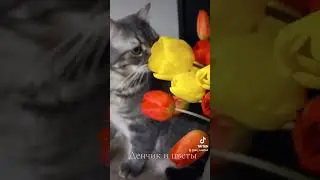 #cat #кот