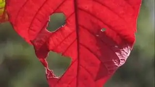 HOJAS...  WILD LEAVES