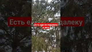 разговор птиц 🐦 #природа #лес
