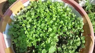 छत पर तोरई ,  बैंगन , धनिया, मूली , गाजर , मिर्च ,टमाटर उगाए | Growing for First Time on our Terrace