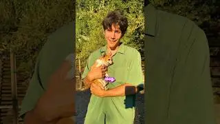 FINDING MY NEW PET?! (Meeting Animals) 