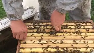 Смотрим прием и даем подкормку воспитательнице