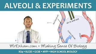 Alveoli and Gas Exchange Investigations - GCSE Biology (9-1)
