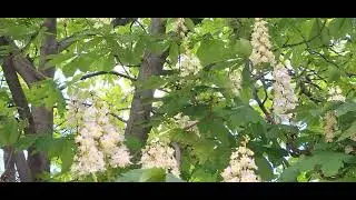 ‎@-earth.plants-animals  Aesculus hippocastanum,horse-chestnut,gështenja e egër (3)