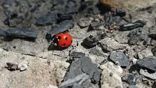 Божья коровка.