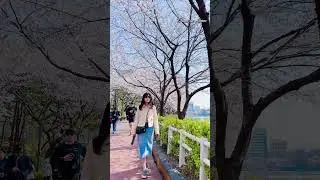 Seokchon Lake | Cherry Blossoms 🌸 #korea #seoul #lotteworldtower