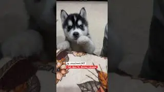 Cutest Husky puppy cheeni ke puppy 