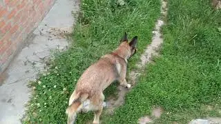 Заснял как собака напал на кота. Жесть 18+