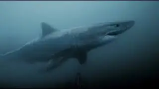 Un requin surprend un plongeur |GoPro Awards