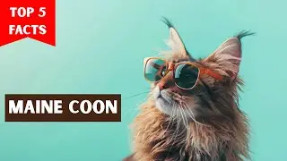 Maine Coon Cat - Top 5 Facts