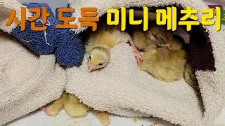 시간 도둑 미니 메추리 / 부화에서 첫 모이 먹을 때까지 / 육추기 / 알콤 부화기