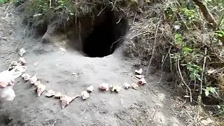 Нашли в лесу шестеро щенков, в норе.