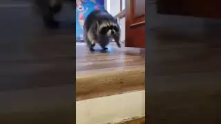 когда твой енот в тренде енот витя 😅 