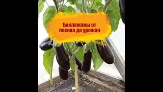 Выращивание баклажанов от посева до сбора урожая.