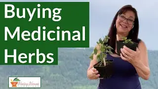 Buying Medicinal Herbs