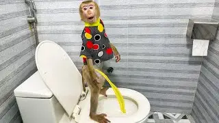 Believe it or not! Monkey Kaka can go to the toilet!