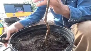 February 10, 2016  grafting Peach, Nectarine
